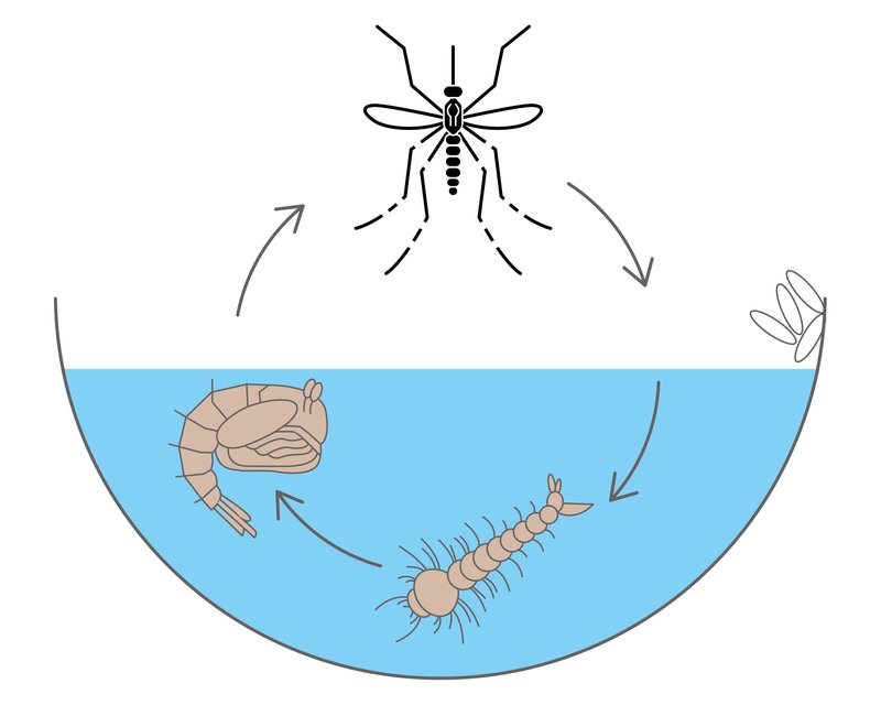 Ciclo de vida del mosquito
